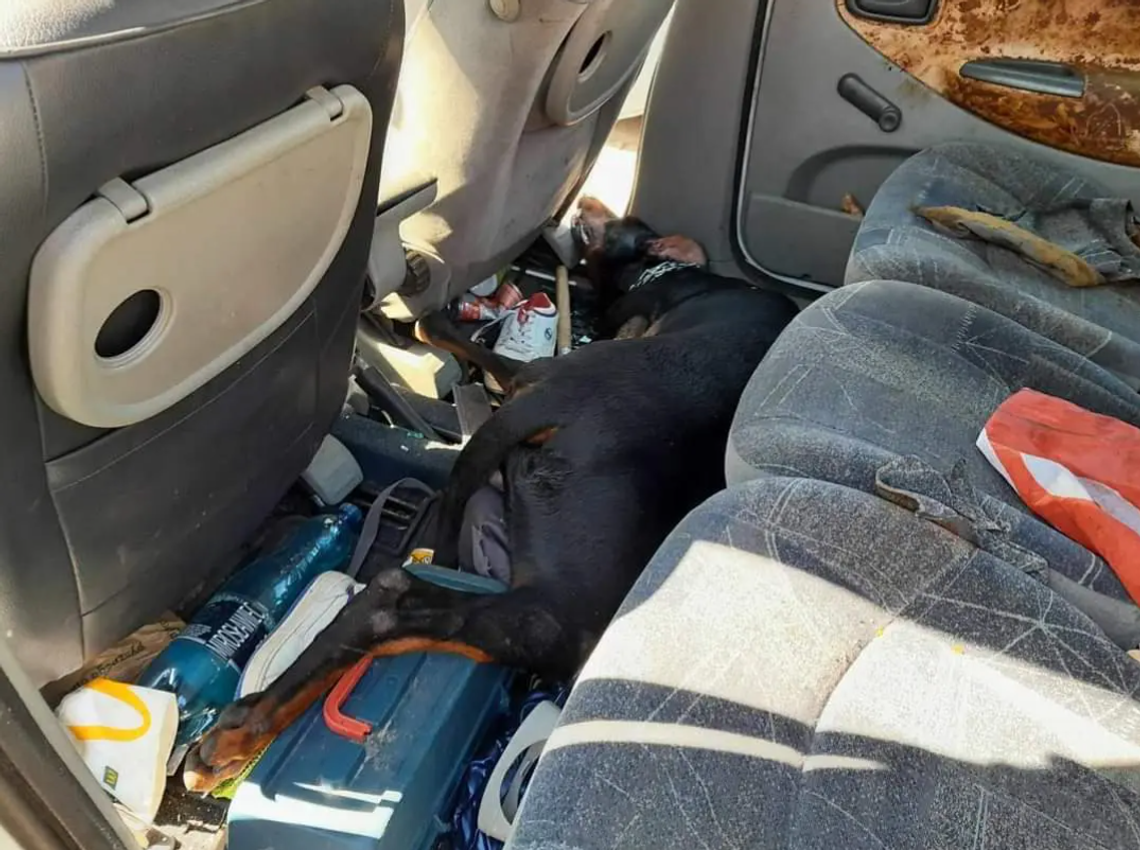 ,,Szczególne okrucieństwo''. Pies zmarł w aucie nagrzanym do 100°C JEST WYROK ,,Szczególne okrucieństwo''. Pies zmarł w aucie nagrzanym do 100°C JEST WYROK