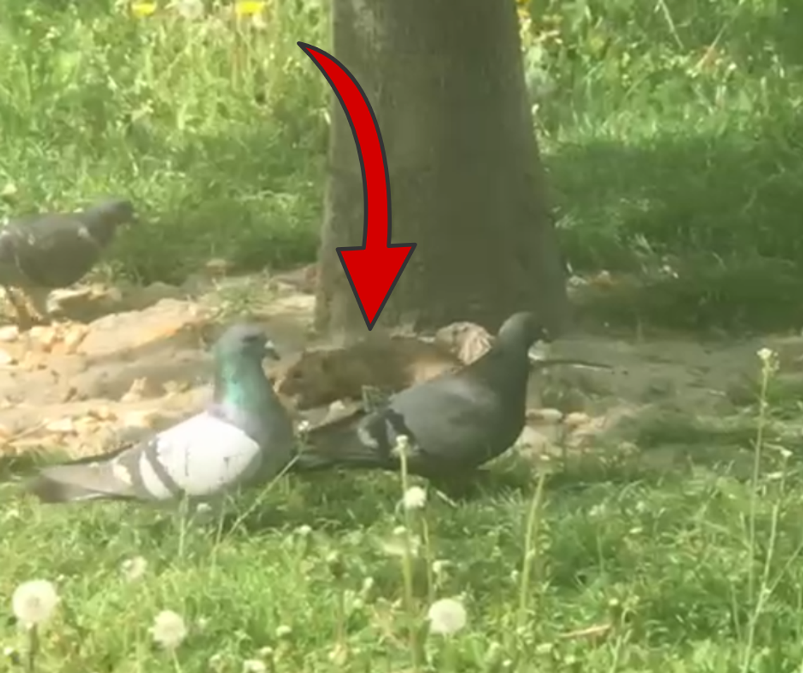 SZCZUR z gołębiami na Kalińcu... "Może to nagranie coś zmieni..." WIDEO