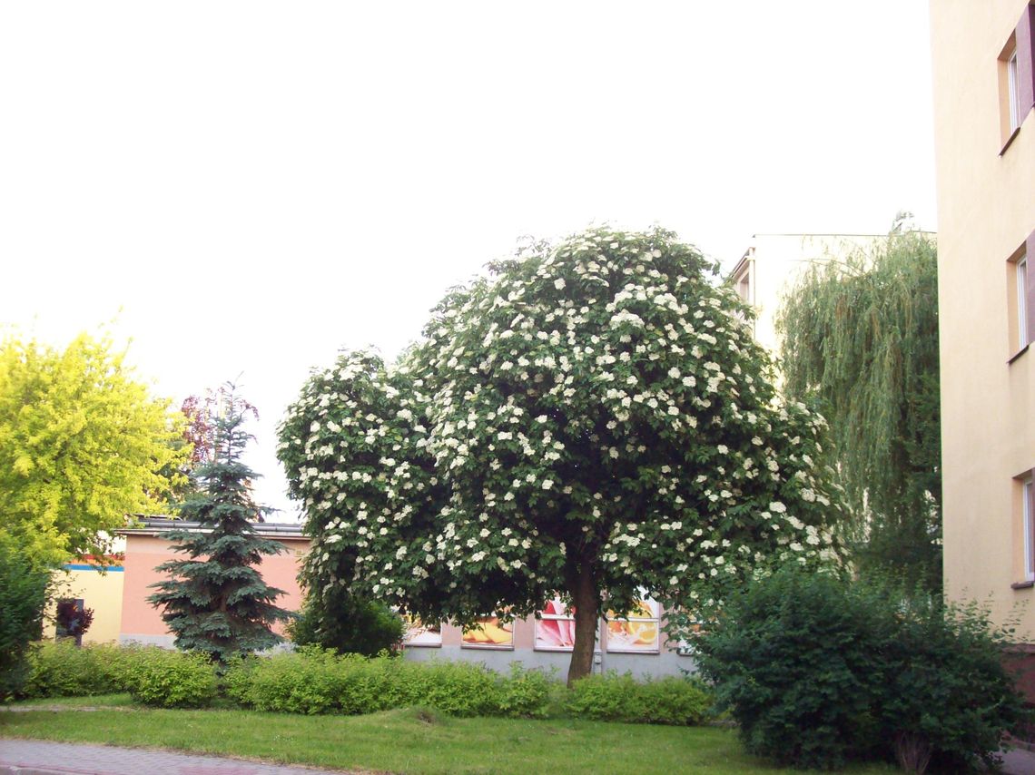 Szubienica na czwartym miejscu. Drzewem Roku rzeszowski czarny bez