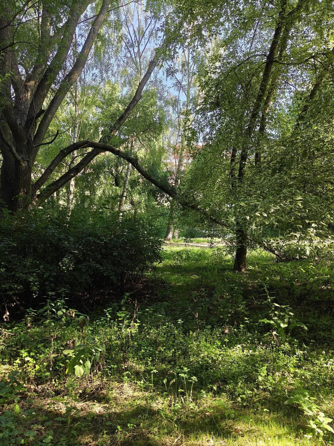 "Ten park przypomina DŻUNGLĘ". Czytelnicy pytają, Miasto odpowiada