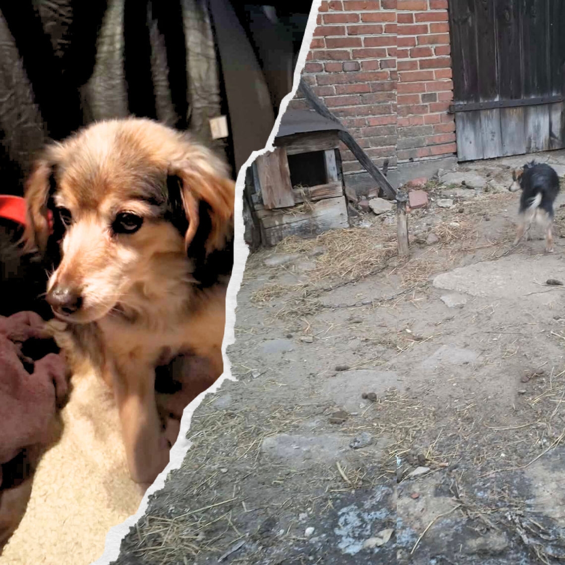 Ten zwierzak spędził 14 lat na łańcuchu. ,,Warunki są wystarczające''