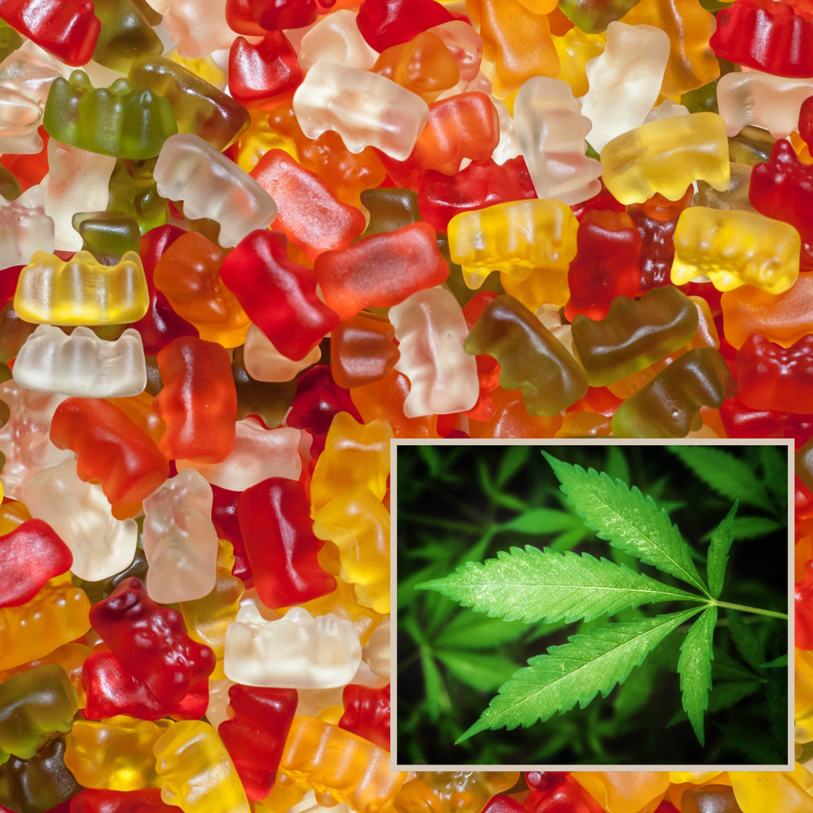 THC w żelkach! Produkt firmy z Kalisza znika ze sprzedaży 𝐒𝐀𝐍𝐄𝐏𝐈𝐃 𝐎𝐒𝐓𝐑𝐙𝐄𝐆𝐀 THC w żelkach! Produkt firmy z Kalisza znika ze sprzedaży 𝐒𝐀𝐍𝐄𝐏𝐈𝐃 𝐎𝐒𝐓𝐑𝐙𝐄𝐆𝐀