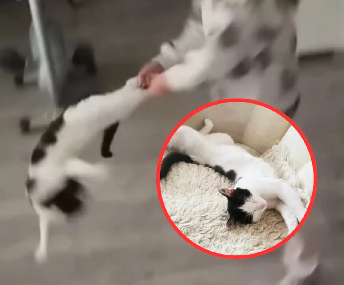 To miała być zabawa?! Zapadł 𝐎𝐒𝐓𝐀𝐓𝐄𝐂𝐙𝐍𝐘 𝐖𝐘𝐑𝐎𝐊 To miała być zabawa?! Zapadł 𝐎𝐒𝐓𝐀𝐓𝐄𝐂𝐙𝐍𝐘 𝐖𝐘𝐑𝐎𝐊