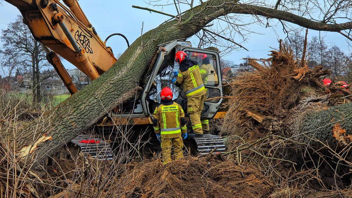 Tragedia podczas wycinki. Drzewo legło na koparkę