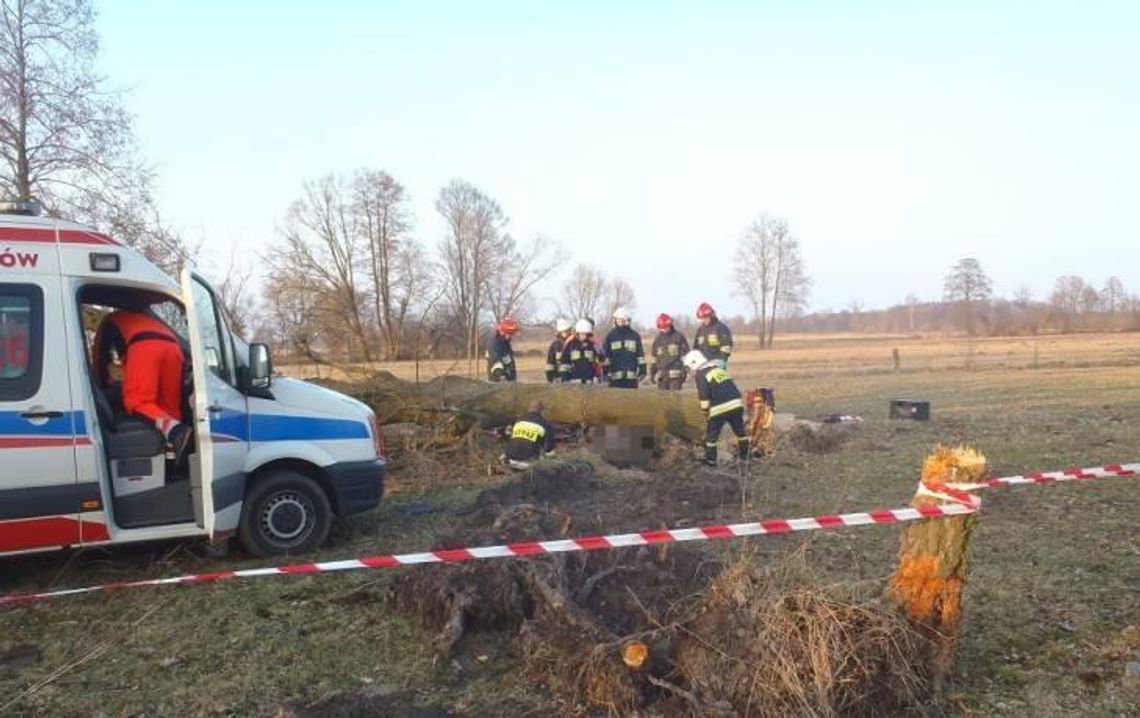 Tragedia podczas wycinki. Drzewo przygniotło mężczyznę