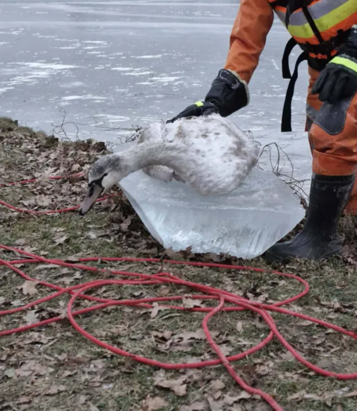 Tragiczna akcja ratunkowa. Martwe łabędzie uwięzione w lodzie Tragiczna akcja ratunkowa. Martwe łabędzie uwięzione w lodzie