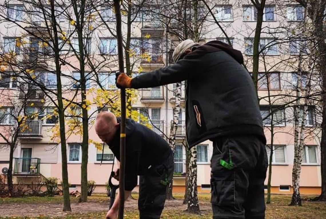 Trwają nasadzenia na ul. Asnyka