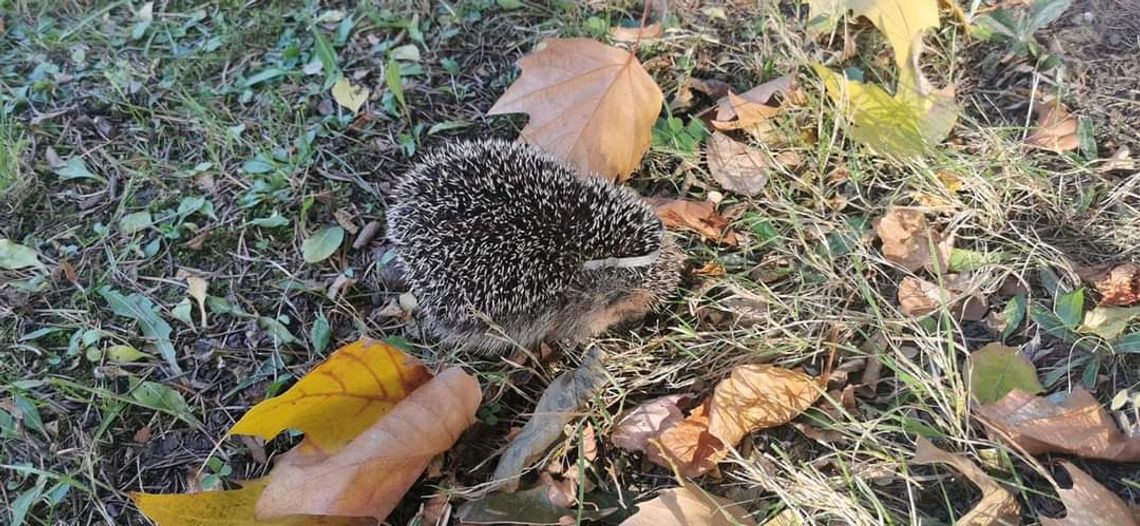 Uratowali jeża z nietypowej pułapki. Zwierzę przeżyło katusze