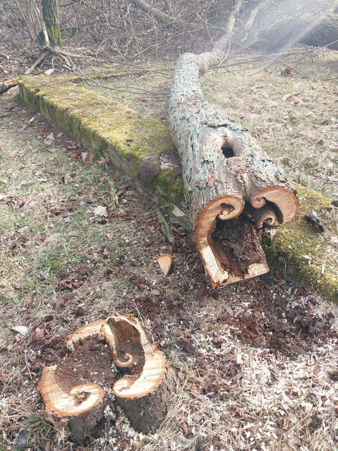 Usuwają stare drzewa. „Decyzja nie jest łatwa” Usuwają stare drzewa. „Decyzja nie jest łatwa”