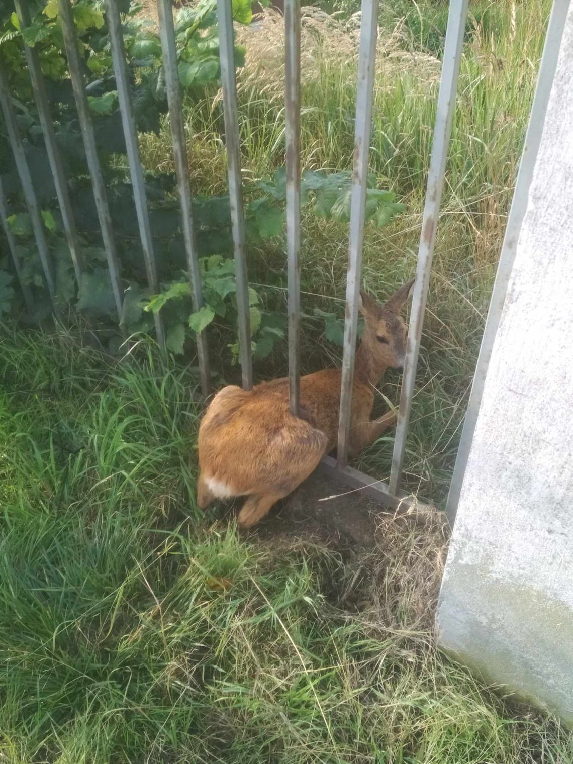 Utknęła między metalowymi prętami ogrodzenia. Pomogli strażacy