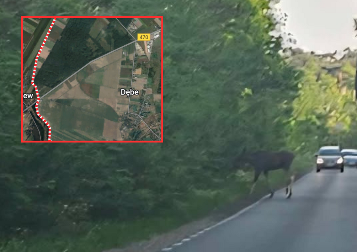 Uwaga, duże zwierzę na drodze. OSTROŻNIE w tych okolicach