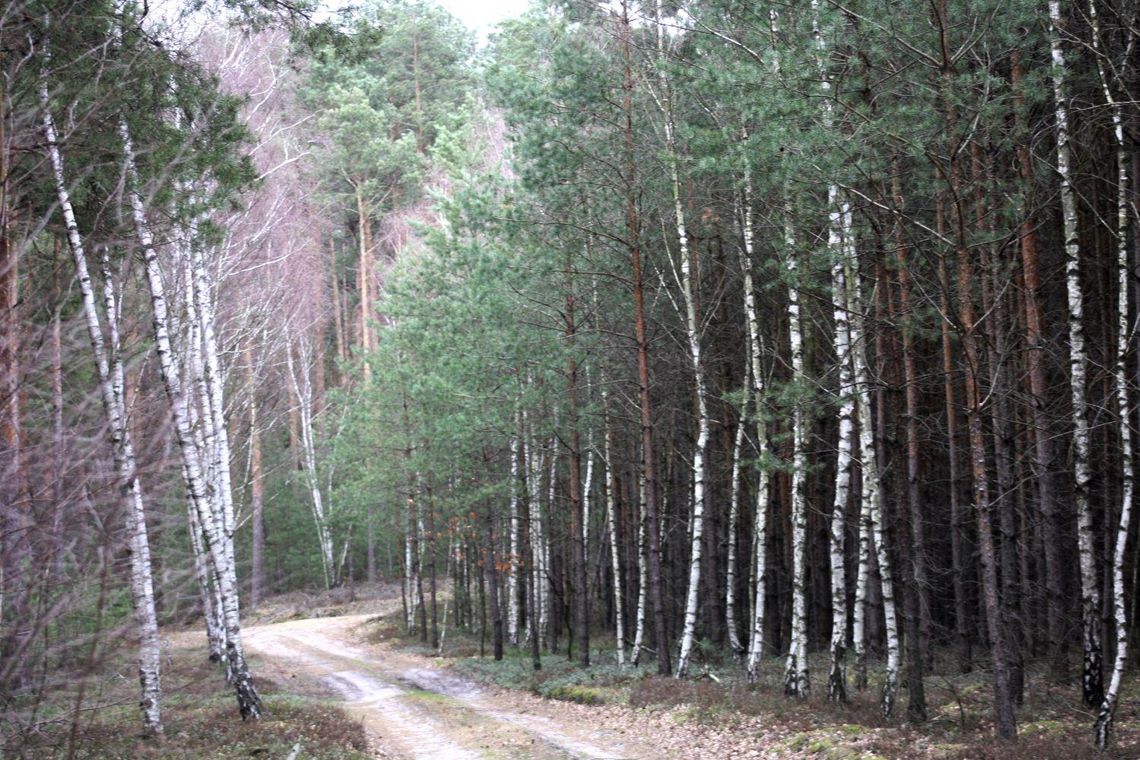 Uwaga! Zakaz wchodzenia do niektórych lasów na terenie Nadleśnictwa Kalisz