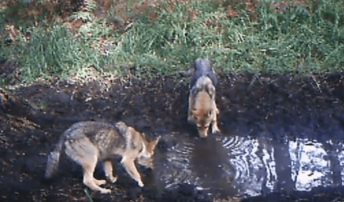 W naszych lasach żyją… wilki! WIDEO