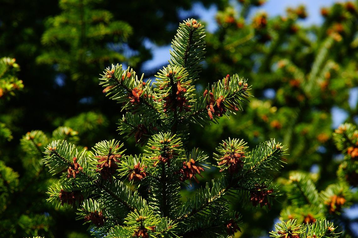 Walczą z groźnym szkodnikiem sosny. Będzie czasowy zakaz wstępu do lasu