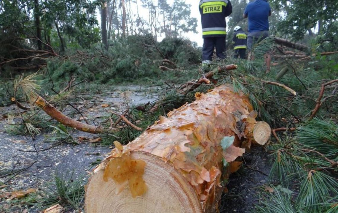 Wichura zniszczyła lasy. Właściciele mogą liczyć na sadzonki