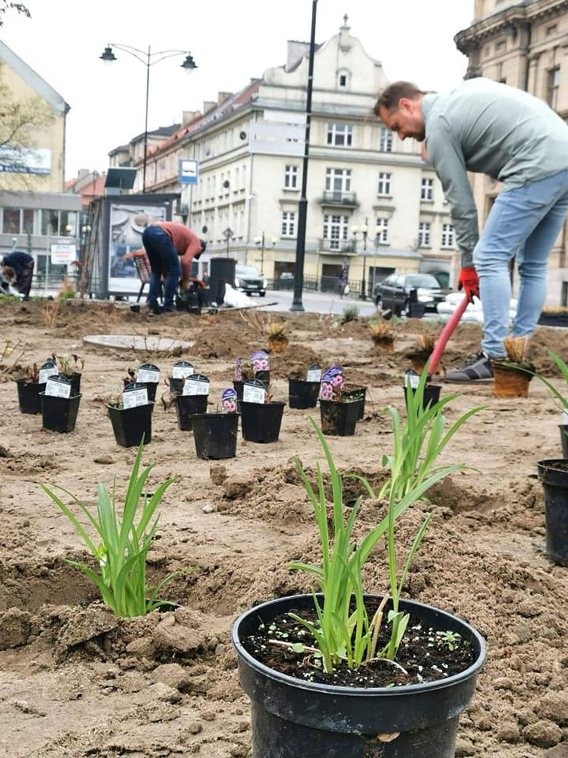 Więcej zieleni na Śródmiejskiej. Dziś sadzono tam nowe krzewy