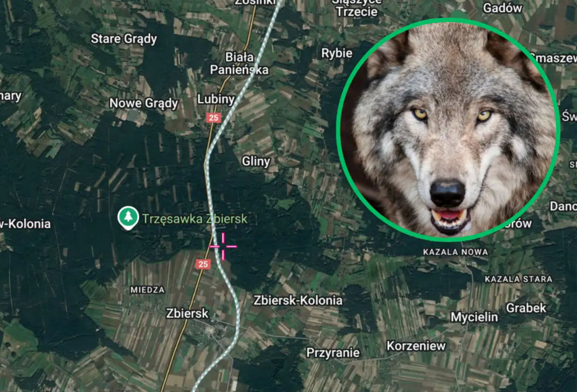 Wilk nie zatrzyma budowy. Będzie wielka kładka dla zwierząt!