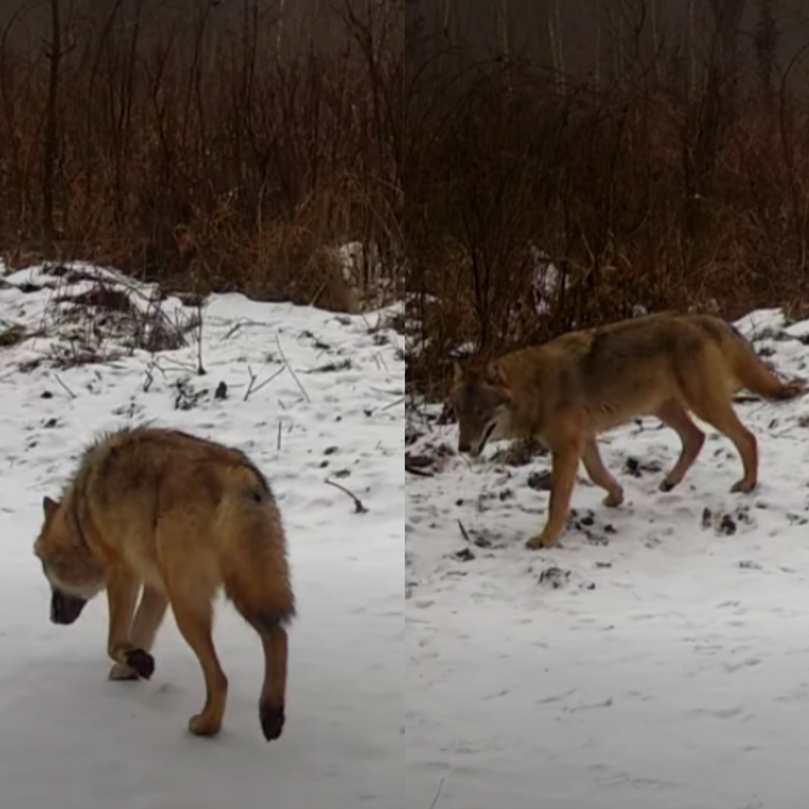 Wilk wrócił do naszych lasów? Leśnicy pokazali nagranie WIDEO