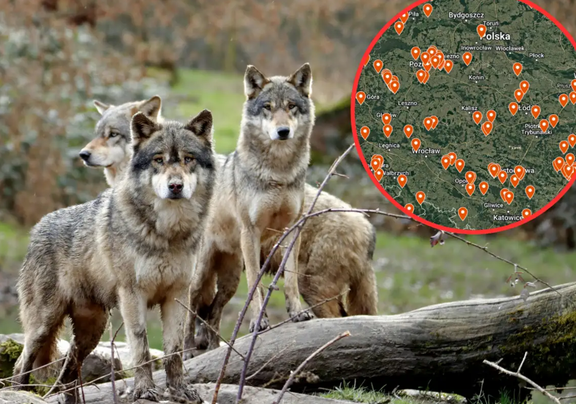 Wilki jak „elitarne wojska”. To tam można spotkać niebezpieczną WATAHĘ Wilki jak „elitarne wojska”. To tam można spotkać niebezpieczną WATAHĘ
