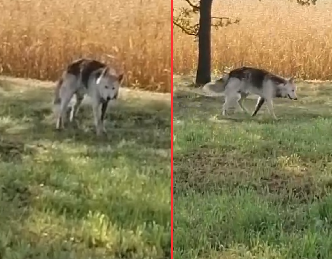 Wilki pod Kaliszem!” Bałam się, oglądałam się za siebie” WIDEO