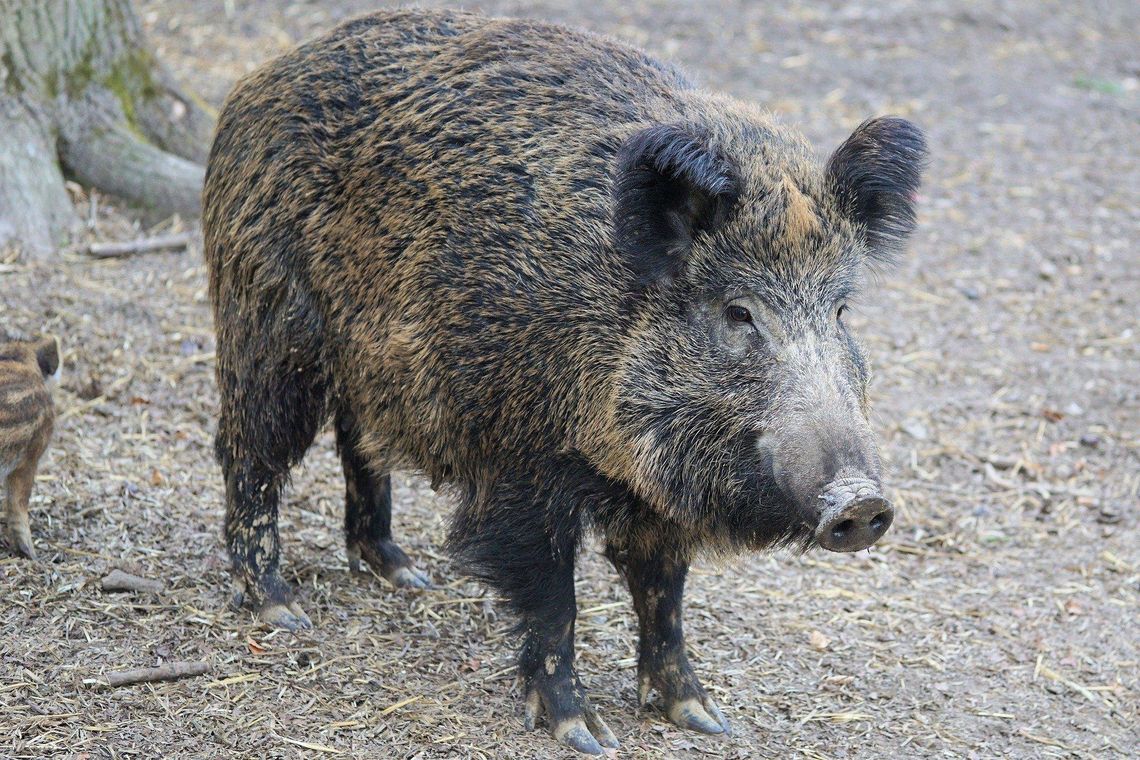 Wirus ASF dotarł do Wielkopolski. Wojewoda apeluje do hodowców