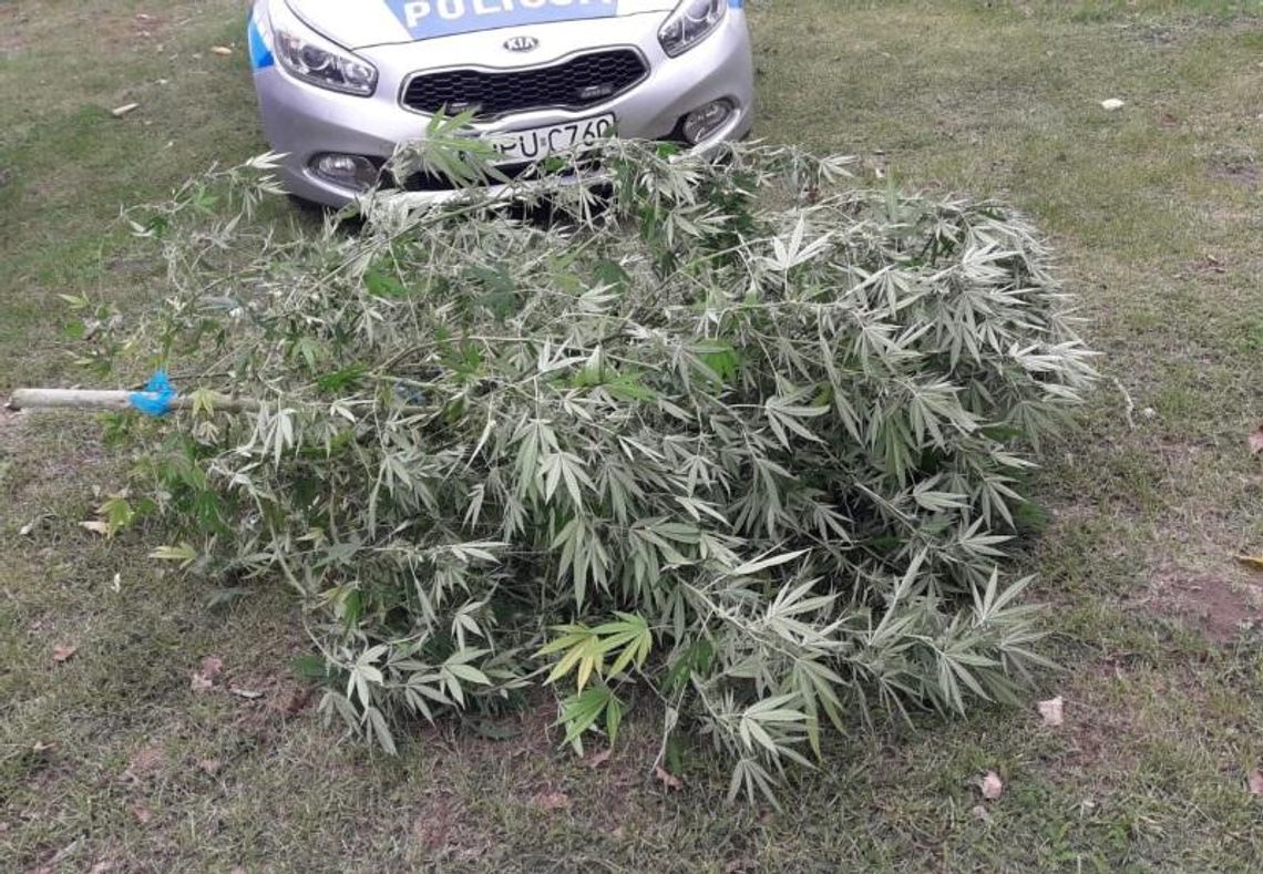 Wpadli przez kontrolę drogową. Policjanci zlikwidowali dwie plantacje (ZDJĘCIA)