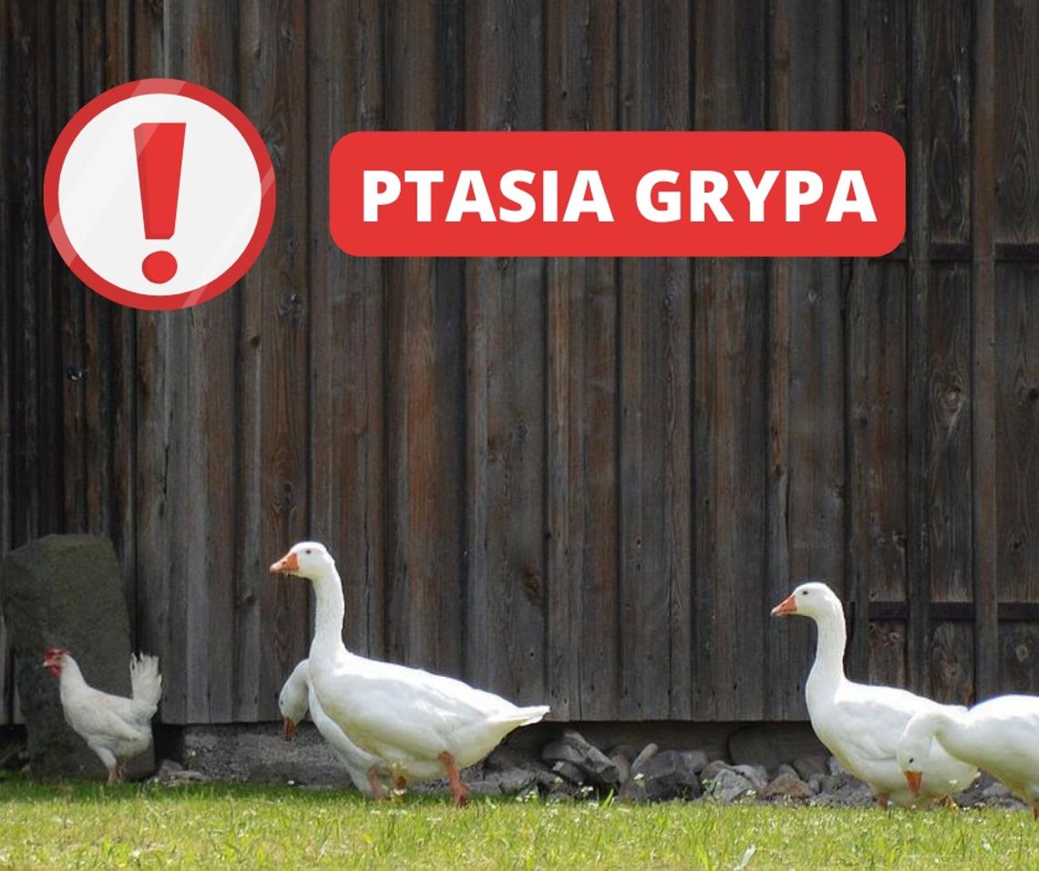 Wróciła ptasia grypa. Pierwszy raz w środku lata