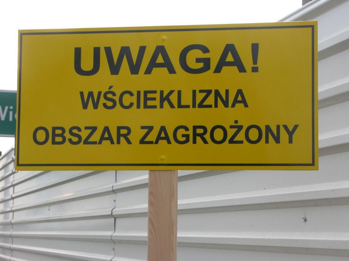 Wścieklizna zagraża Kaliszowi. Stan alarmowy przez 3 miesiące