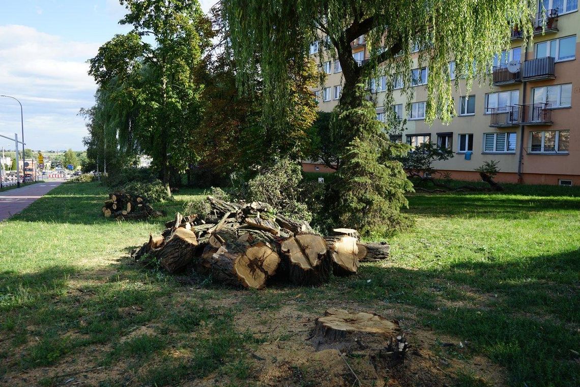 Wycinka i nowe nasadzenia. Zmiany w zieleni przez budowę ronda turbinowego