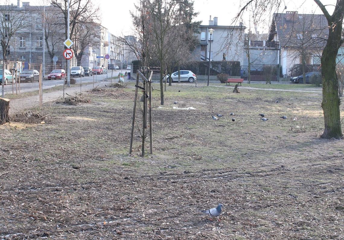 Wycinka na Skwerze Sybiraków. Drzewa były chore, będą nowe nasadzenia