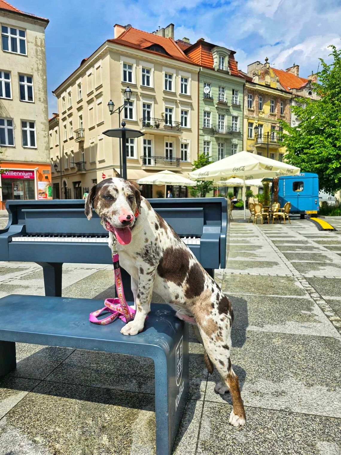 Nowe wydarzenie dla zwierzolubów. Takiego czegoś jeszcze w Kaliszu nie było!