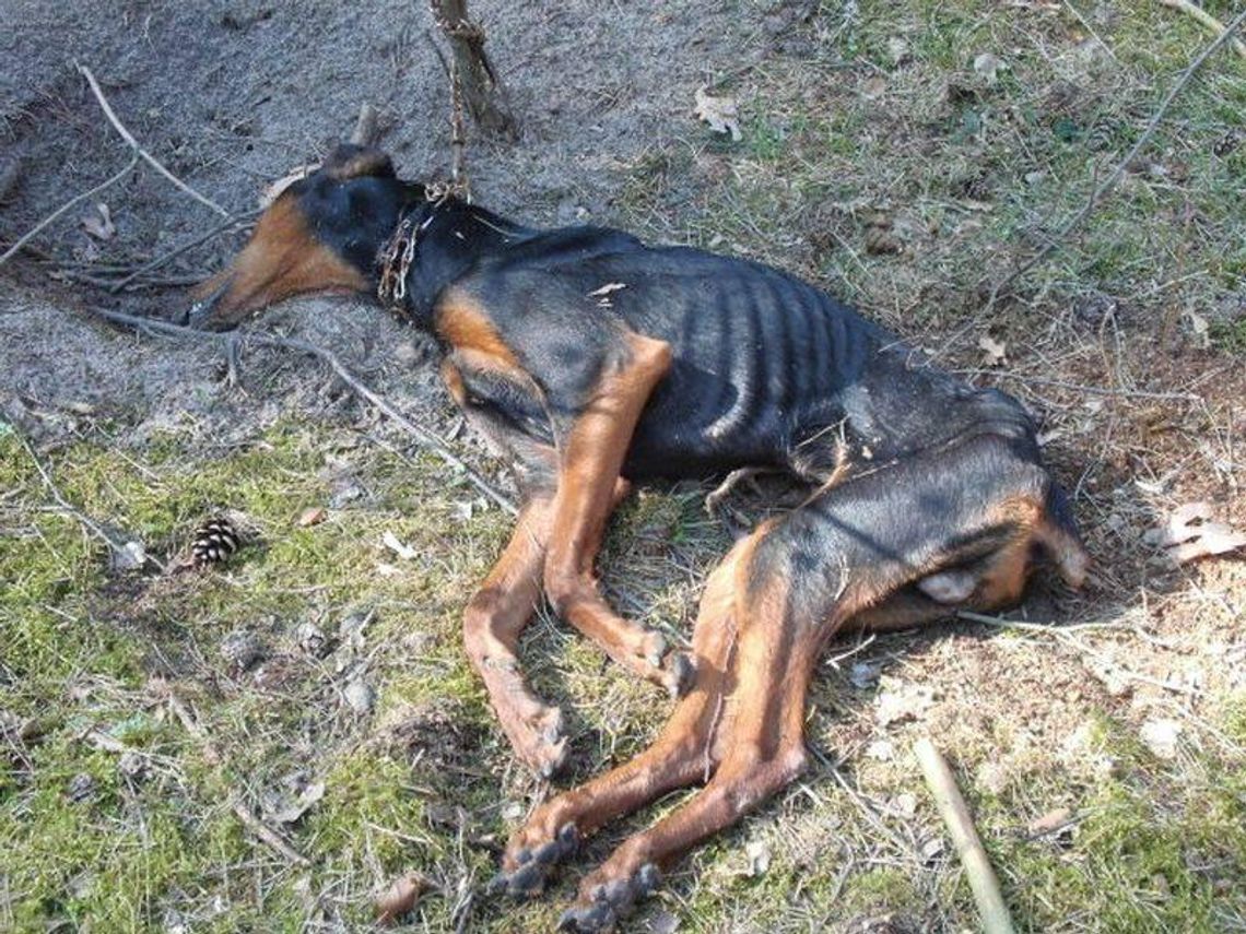 Zabił psa ze szczególnym okrucieństwem. Jest wyrok dla zwyrodnialca