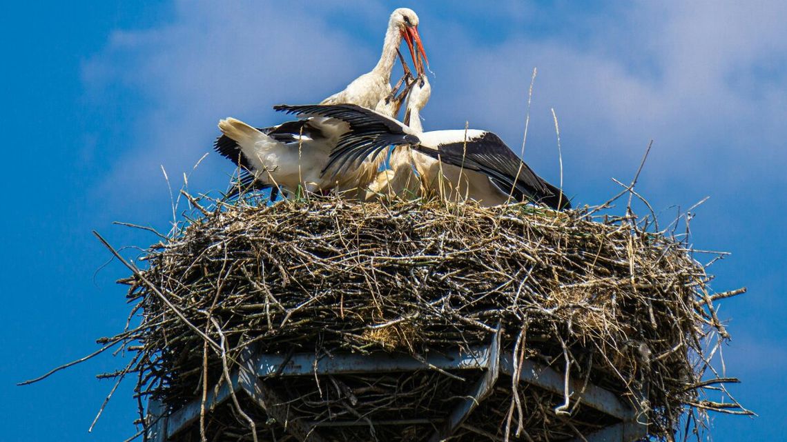 Zaczął się ruch w bocianich gwiazdach. Po zimie wracają do Polski Zaczął się ruch w bocianich gwiazdach. Po zimie wracają do Polski