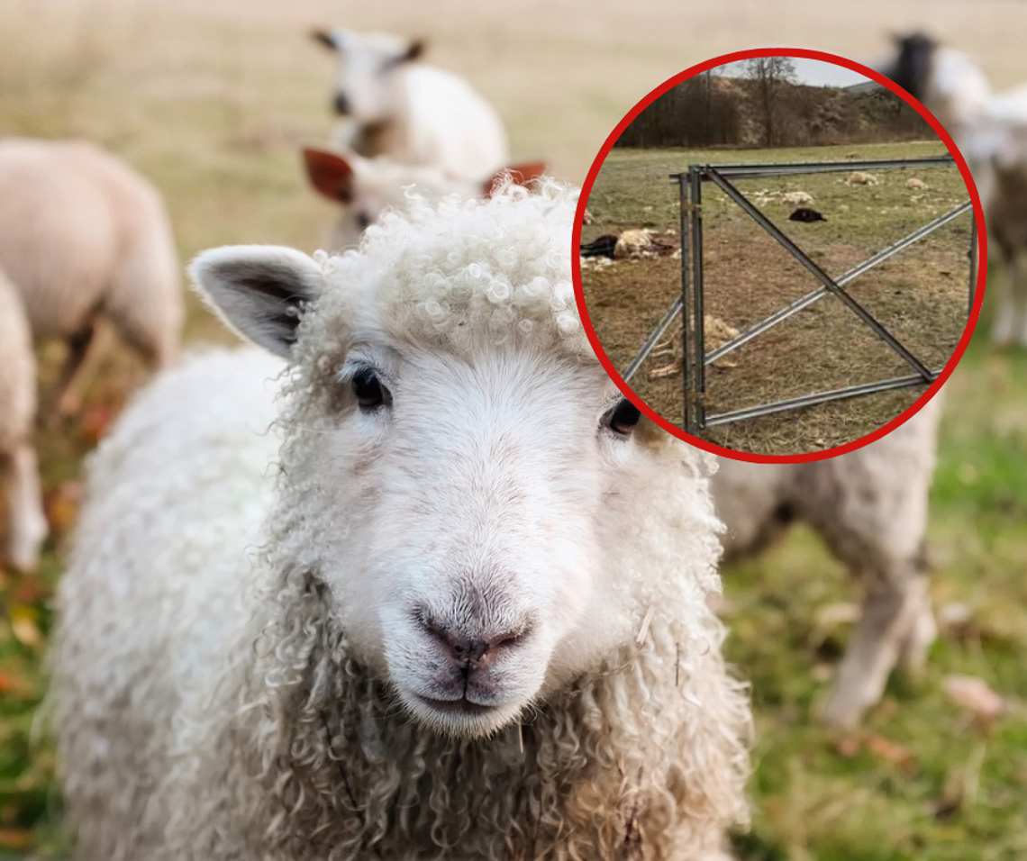 ZAGRYZIONE stado owiec. W akcji policja {REGION}