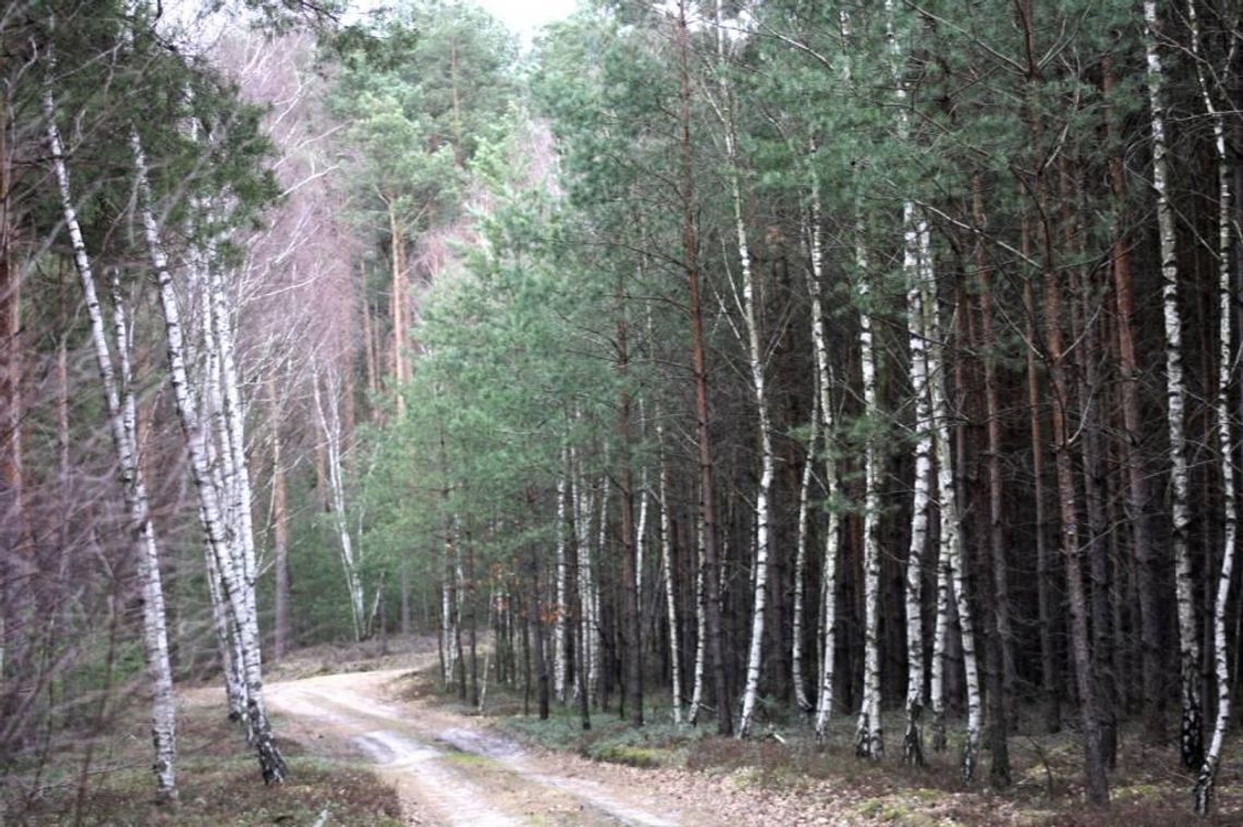 Zakaz wstępu do lasów i parków narodowych do 11 kwietnia