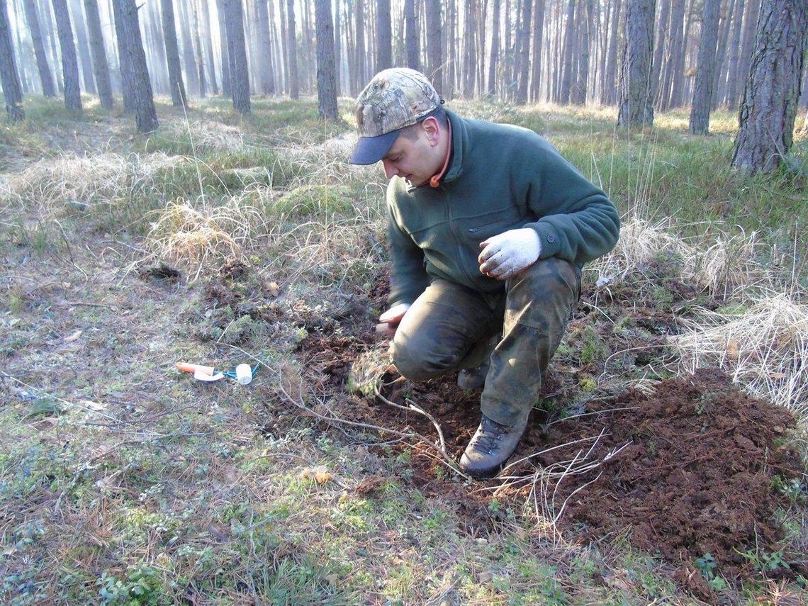 Zbierają poczwarki, kokony i larwy - leśnicy chcą poznać "wroga" ZDJĘCIA