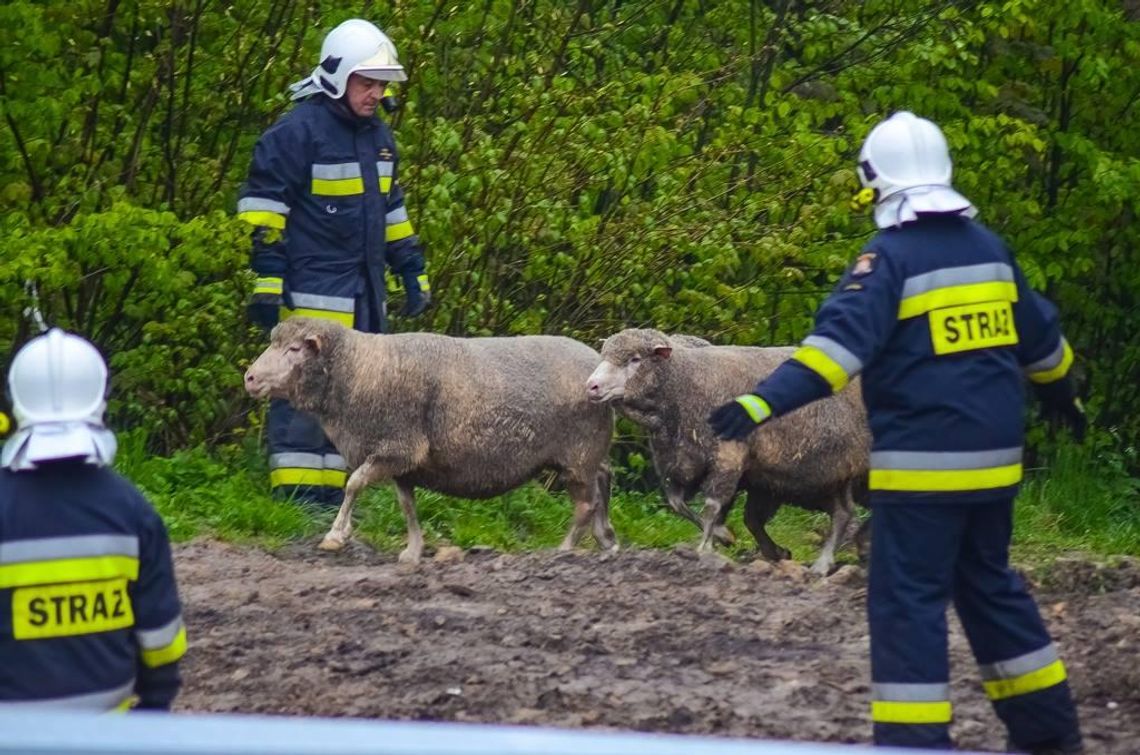 Zderzenie na krajowej „11”. Z transportu uciekły owce ZDJĘCIA