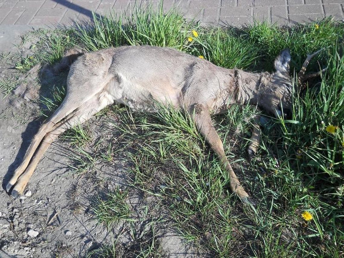 Zderzenie z sarną. Zwierzę nie przeżyło ZDJĘCIA