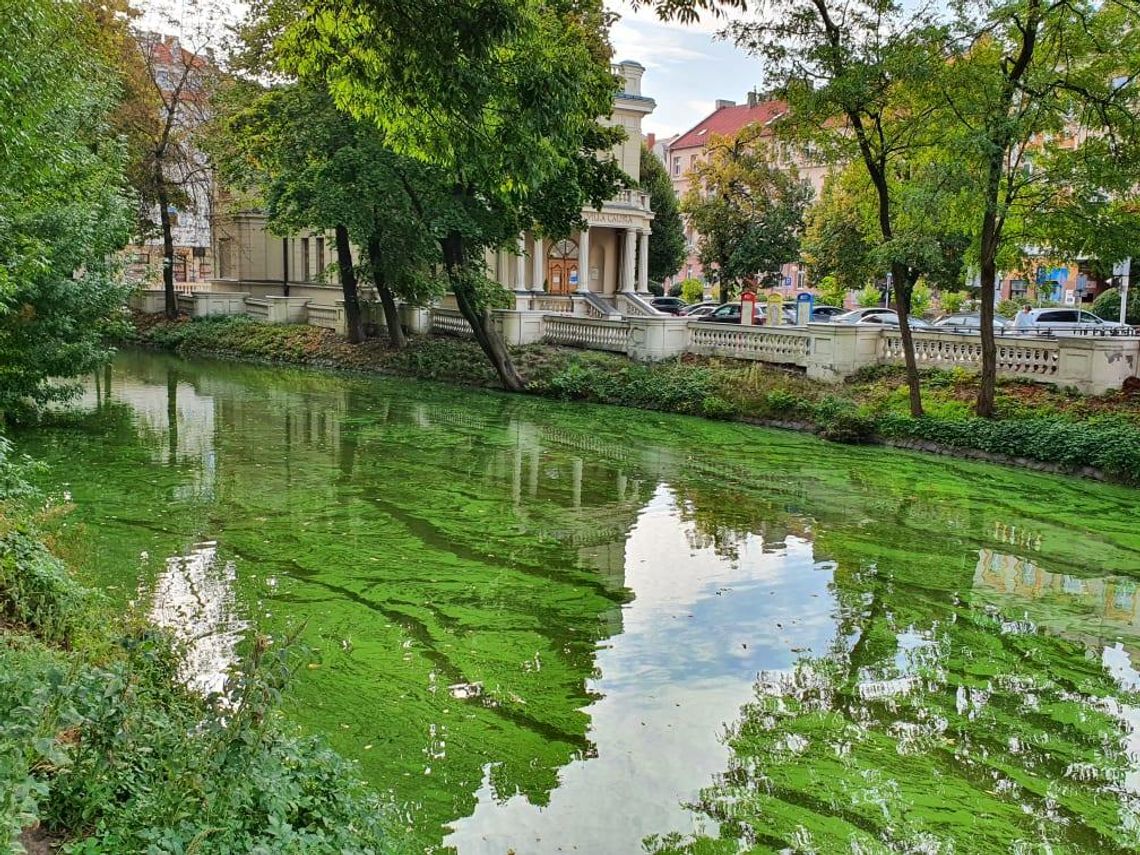 Zielona Prosna niepokoi mieszkańców ZDJĘCIA