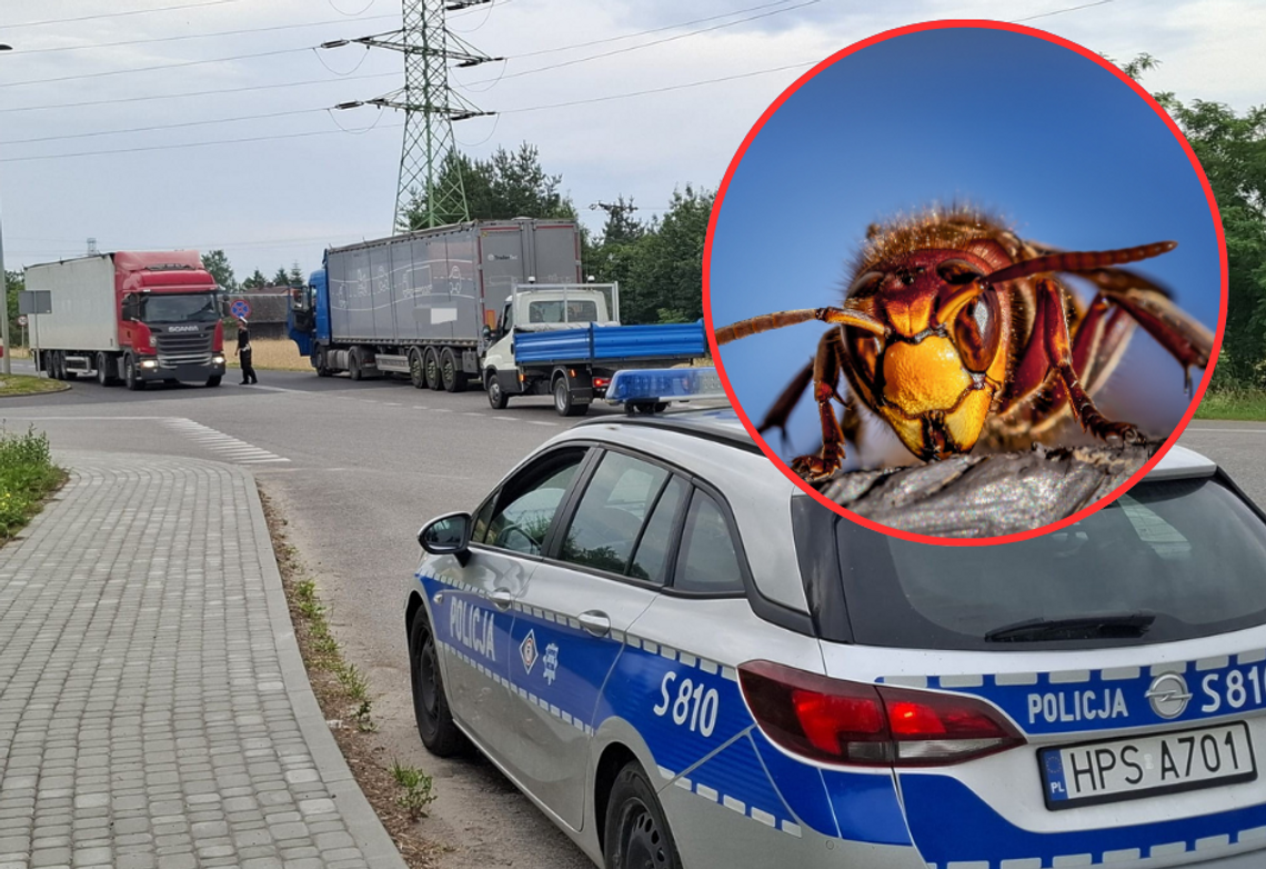Zmarł po użądleniu owada. Dramatyczna walka z czasem