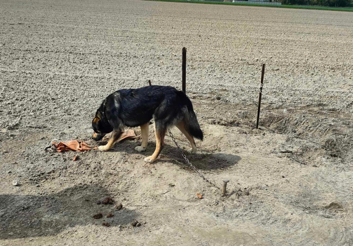 Zostawił psa na 3 dni na środku pola. Teraz chce go odzyskać