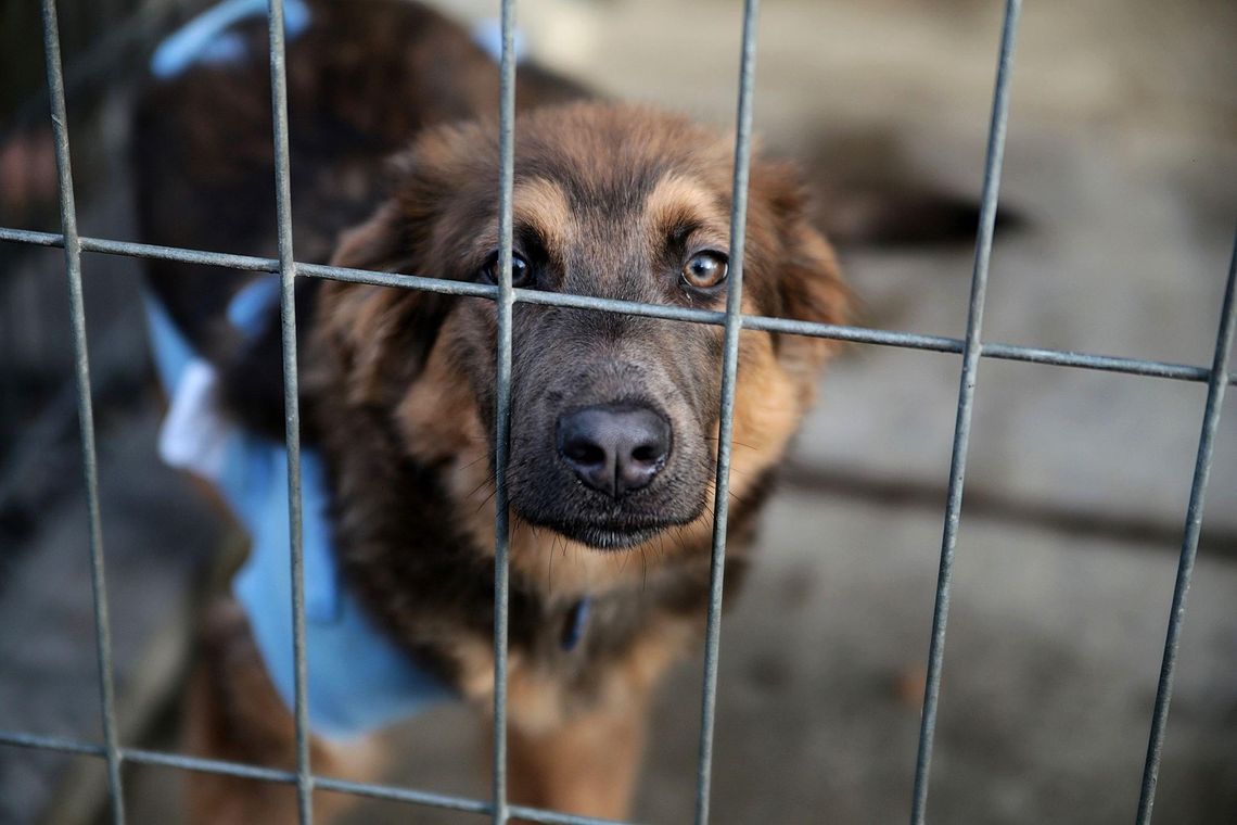 Zwierzaki w kaliskim schronisku czekają! Epidemia koronawirusa nie utrudnia adopcji