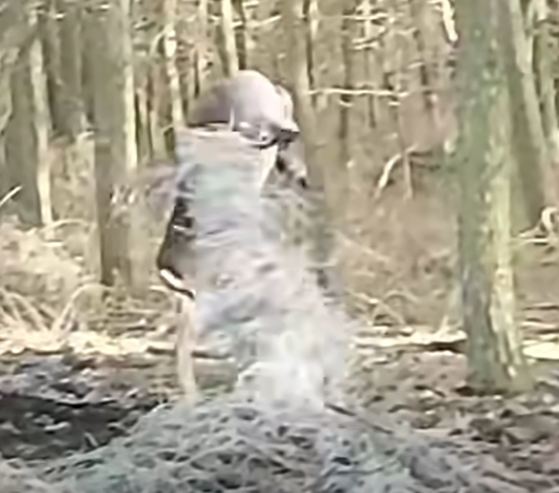 Zwierzę w sidłach. Skutek wyrzucania śmieci