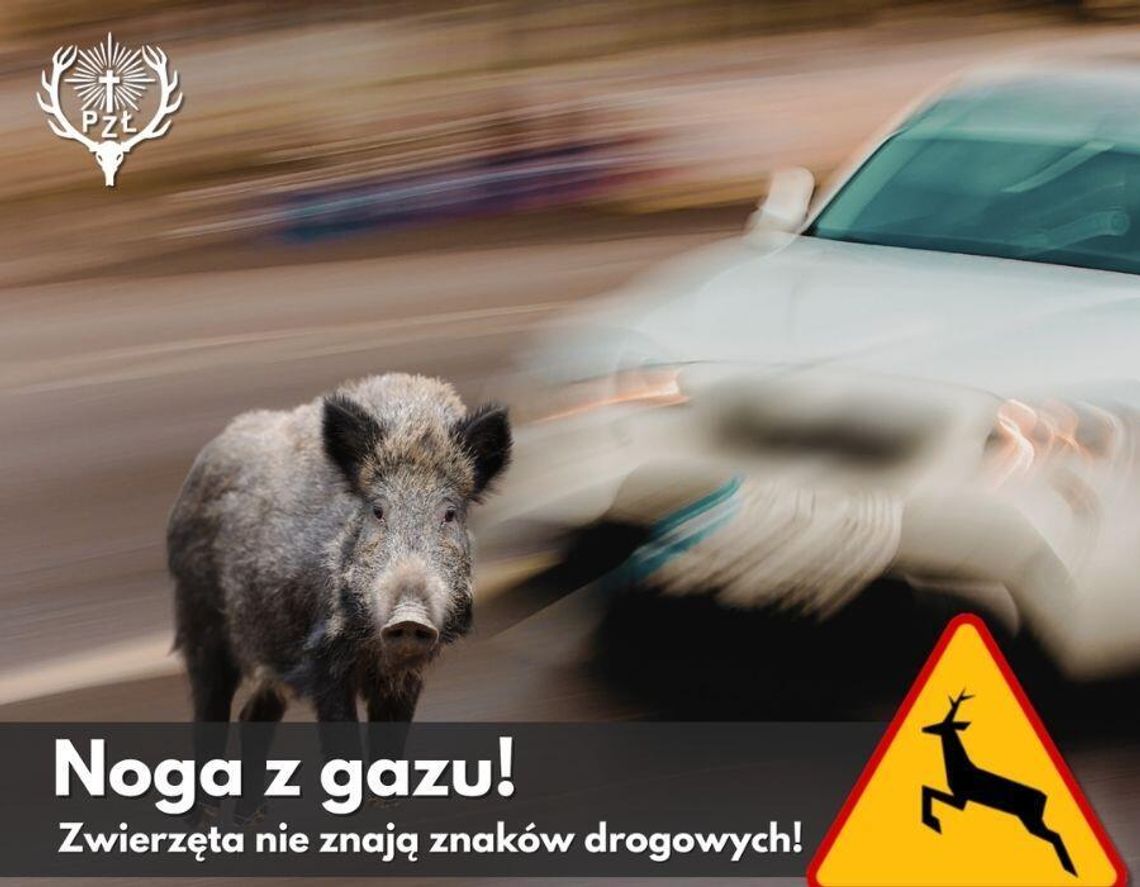 ZWOLNIJ, zanim wyskoczy z lasu
