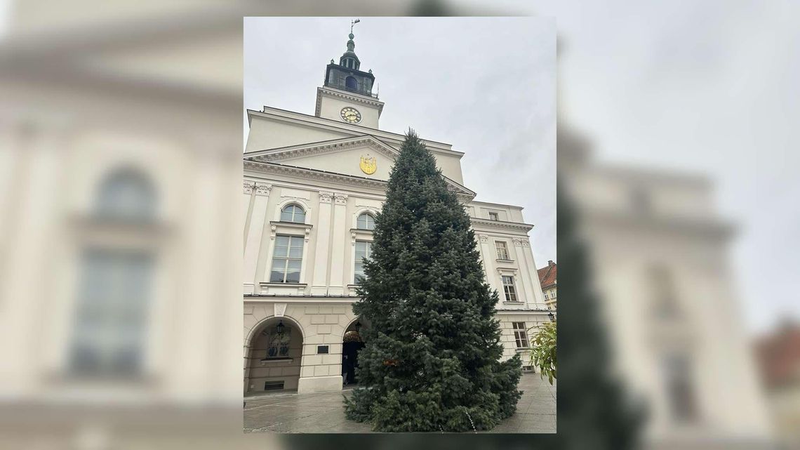 Żywa i pachnąca! Miejska choinka stanęła na Głównym Rynku