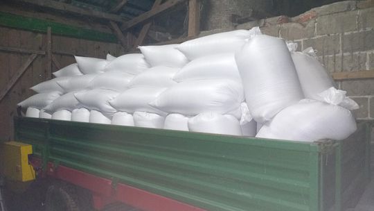 Pszenżyto workowane, dla trzody, drobiu, gołębi, królików itp.