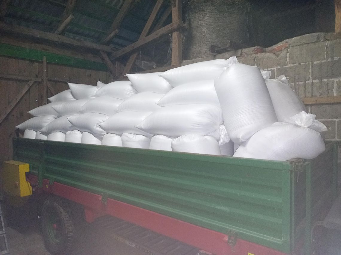 Pszenżyto workowane, dla trzody, drobiu, gołębi, królików itp.